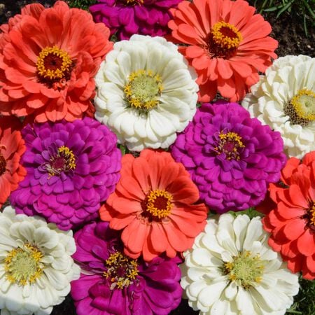 Under the Sea, Zinnia Seeds - 1 Pound image number null